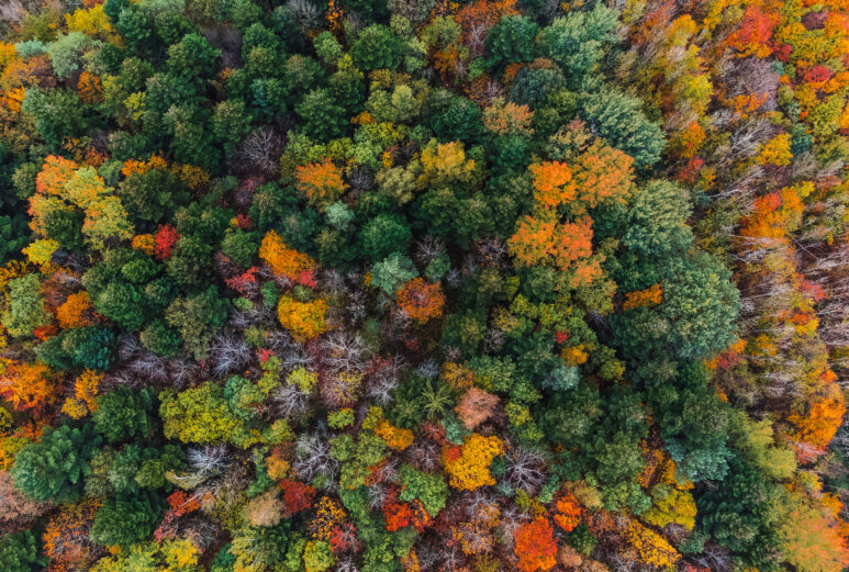 Herbstfarben im Wald. Bitburg, Deutschland. 2022