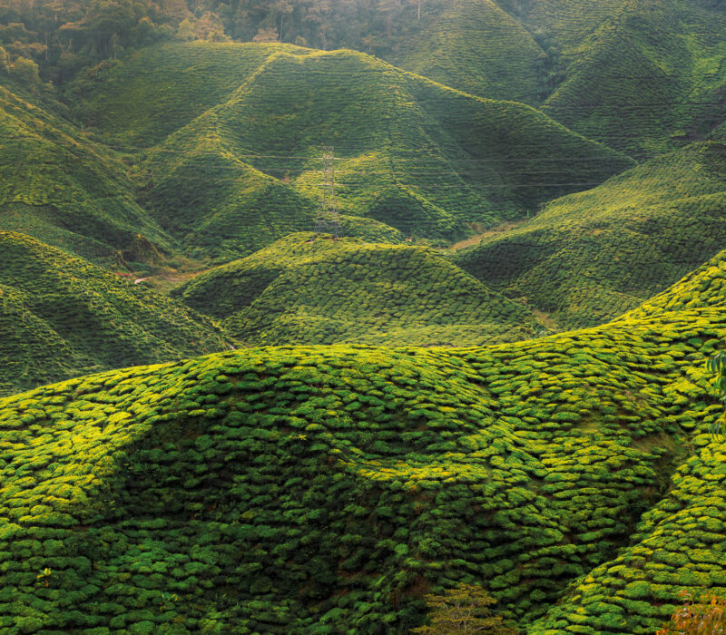Teeplantage. Cameron Highlands, Malaysia. 2022
